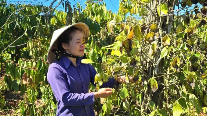 Hàng trăm trụ tiêu, cà phê của bà mẹ đơn thân bị kẻ gian chặt phá Hàng trăm trụ tiêu, cà phê của bà mẹ đơn thân bị kẻ gian chặt phá
