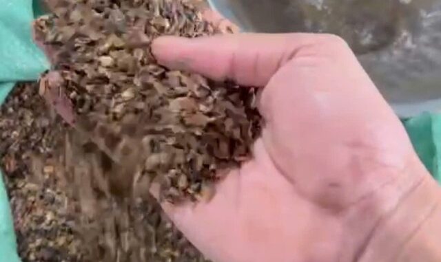 Công an phát hiện 2 vụ sản xuất, buôn bán hàng trăm tấn cà phê giả Công an phát hiện 2 vụ sản xuất, buôn bán hàng trăm tấn cà phê giả
