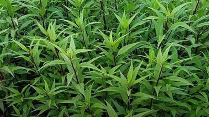 có cây này hơn Báu Vật trong tay, trồng ngay 1 khóm trong vườn khi cần có cây này hơn Báu Vật trong tay, trồng ngay 1 khóm trong vườn khi cần