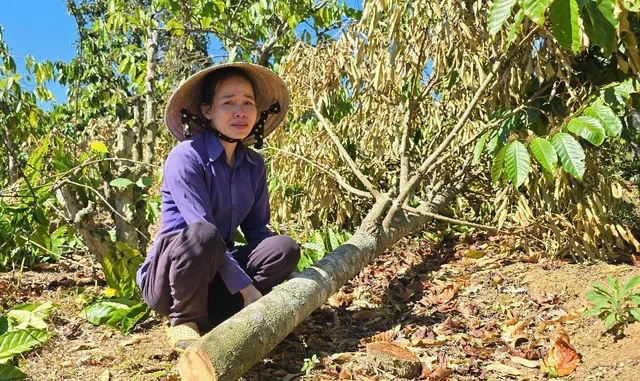 Toàn cảnh vụ anh rể phá vườn cà phê để ép em vợ “quan hệ tình cảm” Toàn cảnh vụ anh rể phá vườn cà phê để ép em vợ “quan hệ tình cảm”