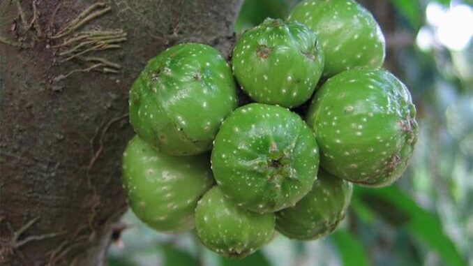 Tìm hiểu 7 bài thuốc hiệu quả nhất từ cây ngái Tìm hiểu 7 bài thuốc hiệu quả nhất từ cây ngái
