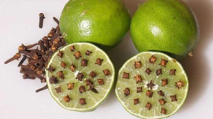 Lấy thứ này cắm vào quả chanh rồi để góc nhà, muỗi một đi không trở lại Lấy thứ này cắm vào quả chanh rồi để góc nhà, muỗi một đi không trở lại