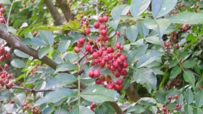 Xuyên tiêu: Vị thuốc Y học cổ truyền có nhiều tác dụng chữa bện h Xuyên tiêu: Vị thuốc Y học cổ truyền có nhiều tác dụng chữa bện h