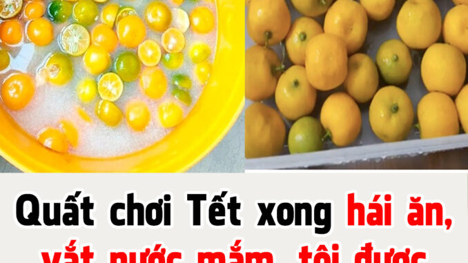 Quất chơi Tết xong hái ăn, vắt nước mắm, tôi được phen nhớ đời: Khuyên thật đừng ai ăn dù ít Quất chơi Tết xong hái ăn, vắt nước mắm, tôi được phen nhớ đời: Khuyên thật đừng ai ăn dù ít
