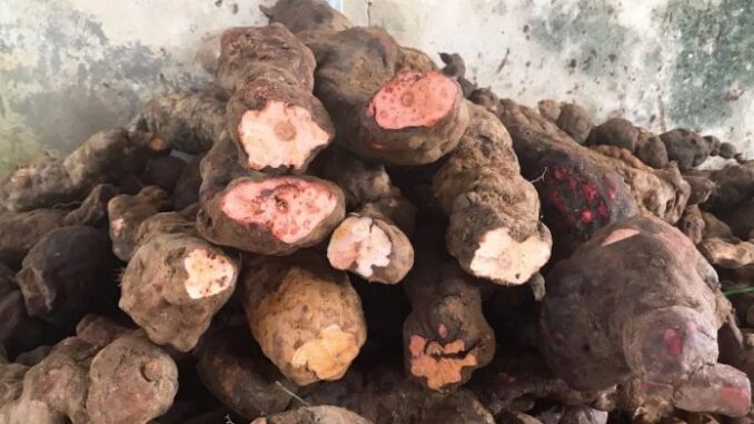 Lợi ích của củ khúc khắc với sức khỏe và cách sử dụng hiệu quả Lợi ích của củ khúc khắc với sức khỏe và cách sử dụng hiệu quả