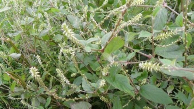 Tác dụng của cây cỏ xước Tác dụng của cây cỏ xước