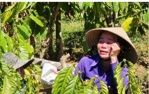 Anh rể ph::á vườn cà phê để em vợ… cho qh tình cảm? Anh rể ph::á vườn cà phê để em vợ… cho qh tình cảm?