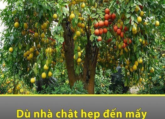 Dù nhà chật hẹp đến mấy cũng cần phải trồng ngay cây пàყ Dù nhà chật hẹp đến mấy cũng cần phải trồng ngay cây пàყ