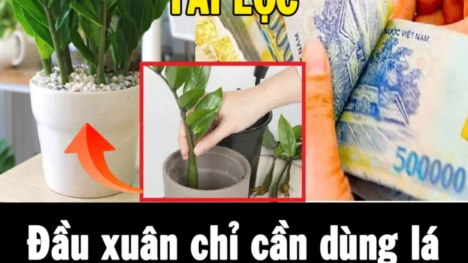 Đầu xuân chỉ cần dùng lá cắm xuống là có một chậu cây ‘hút tài lộc’ xanh tốt Đầu xuân chỉ cần dùng lá cắm xuống là có một chậu cây ‘hút tài lộc’ xanh tốt