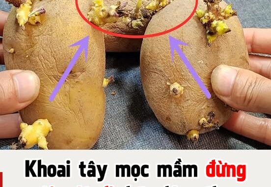 Khoai tây mọc mầm đừng vội vứt đi, hãy làm theo cách này hiệu quả không ngờ Khoai tây mọc mầm đừng vội vứt đi, hãy làm theo cách này hiệu quả không ngờ