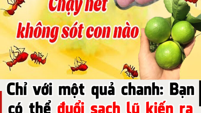 Chỉ với một quả chanh: Bạn có thể đuổi sạch lũ kiến ra khỏi nhà trong vòng nốt nhạc, một đi không trở lại Chỉ với một quả chanh: Bạn có thể đuổi sạch lũ kiến ra khỏi nhà trong vòng nốt nhạc, một đi không trở lại