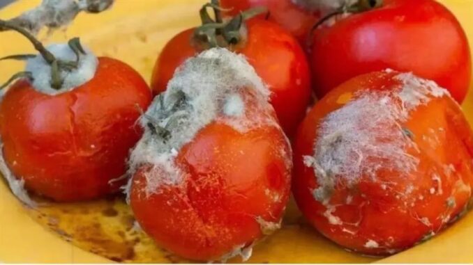 Cà chua hỏng ẩn chứa nhiều công dụng tuyệt vời: Càng thṓi hỏng càng có giá Cà chua hỏng ẩn chứa nhiều công dụng tuyệt vời: Càng thṓi hỏng càng có giá