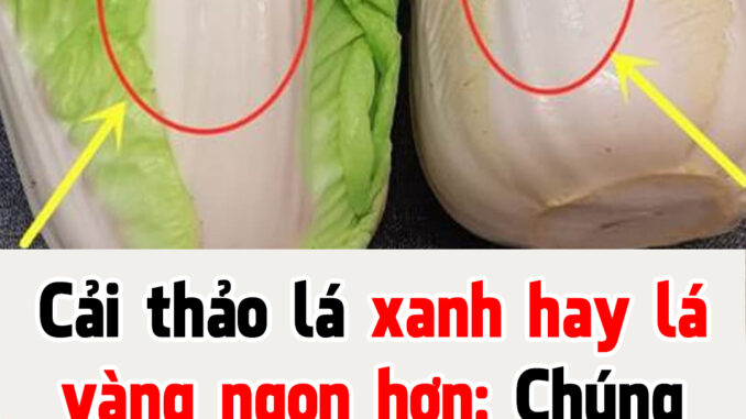 Cải thảo lá xanh hay lá vàng ngon hơn: Chúng có sự khác biệt lớn, biết để không chọn nhầm Cải thảo lá xanh hay lá vàng ngon hơn: Chúng có sự khác biệt lớn, biết để không chọn nhầm
