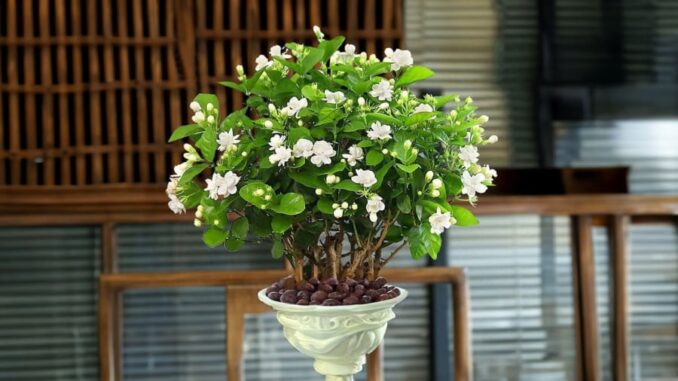 Muốn chậu hoa nhài sai hoa, nở quanh năm nhớ làm điều này Muốn chậu hoa nhài sai hoa, nở quanh năm nhớ làm điều này