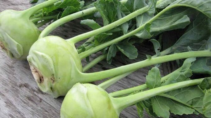 Những người không nên ăn su hào Những người không nên ăn su hào
