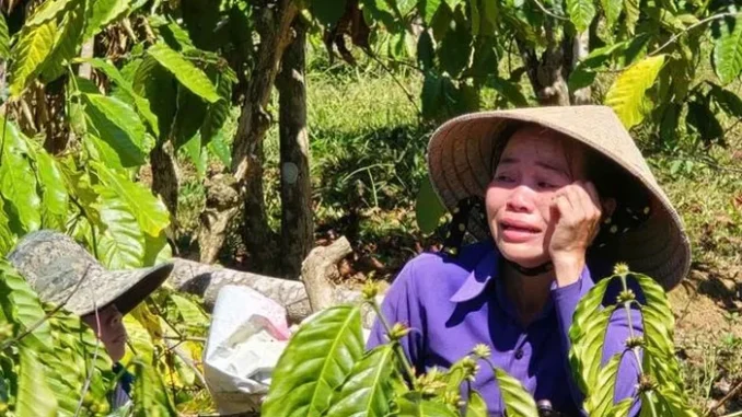 Anh rể phá vườn cà phê để em vợ… cho quan hệ tình cảm? Anh rể phá vườn cà phê để em vợ… cho quan hệ tình cảm?