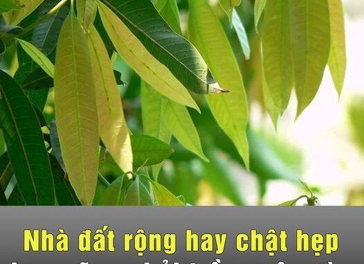Nhà đất rộng hay chật hẹp bạn cũng phải trồng cây này ngay hôm nay Nhà đất rộng hay chật hẹp bạn cũng phải trồng cây này ngay hôm nay