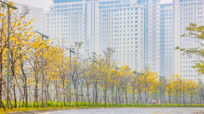 Mê mẩn đường hoa phong linh đẹp như tranh ở Thủ đô Mê mẩn đường hoa phong linh đẹp như tranh ở Thủ đô