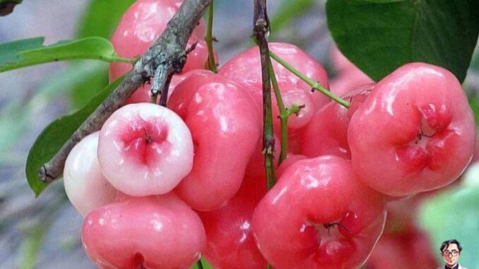 9 lý do bạn nên bổ sung quả roi vào chế độ ăn uống 9 lý do bạn nên bổ sung quả roi vào chế độ ăn uống