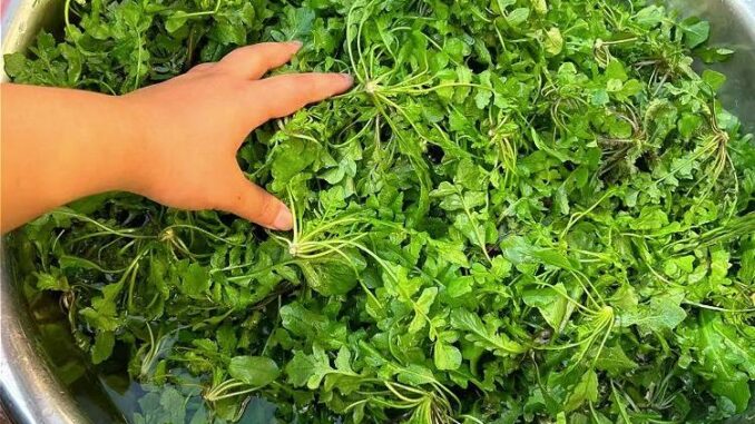 Loại rau nhất định phải ăn vào mùa xuân: Nấu 3 món ngon dễ làm lại có tác dụng kháng virus, thanh lọc gan, bảo vệ cơ thể Loại rau nhất định phải ăn vào mùa xuân: Nấu 3 món ngon dễ làm lại có tác dụng kháng virus, thanh lọc gan, bảo vệ cơ thể