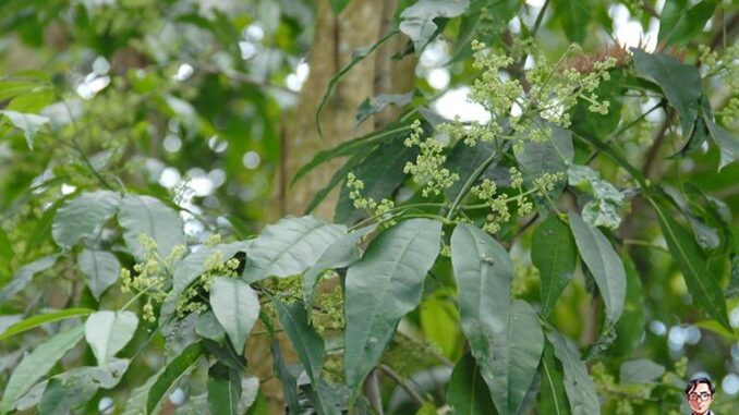 Ba chạc: Dược liệu có tác dụng kháng khuẩn và lợi sữa Ba chạc: Dược liệu có tác dụng kháng khuẩn và lợi sữa