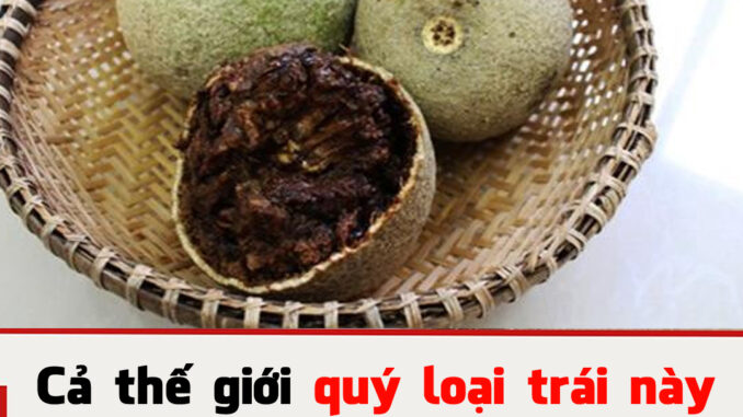 Cả thế giới quý loại trái này còn hơn Đông trùng hạ thảo, Việt Nam có đầy nhưng không ai biết để mà ăn Cả thế giới quý loại trái này còn hơn Đông trùng hạ thảo, Việt Nam có đầy nhưng không ai biết để mà ăn
