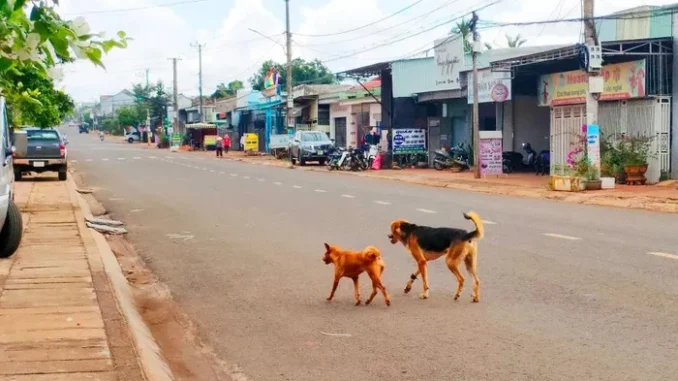 Bị chó cắn, sau 2 năm mới phát bệnh dại rồi tử vong Bị chó cắn, sau 2 năm mới phát bệnh dại rồi tử vong