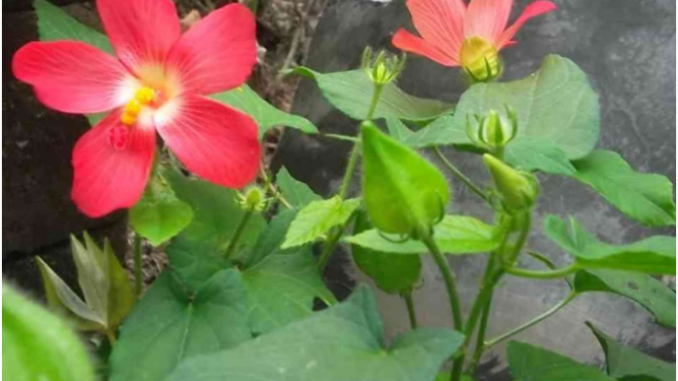 Sâm bố chính Sâm bố chính