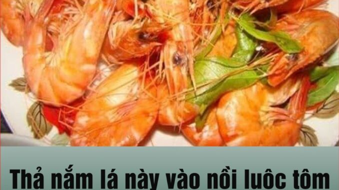 Thả nắm lá này vào nồi luộc tôm: Con nào con nấy đỏ au, ngọt lừ, 10 con như 10 Thả nắm lá này vào nồi luộc tôm: Con nào con nấy đỏ au, ngọt lừ, 10 con như 10