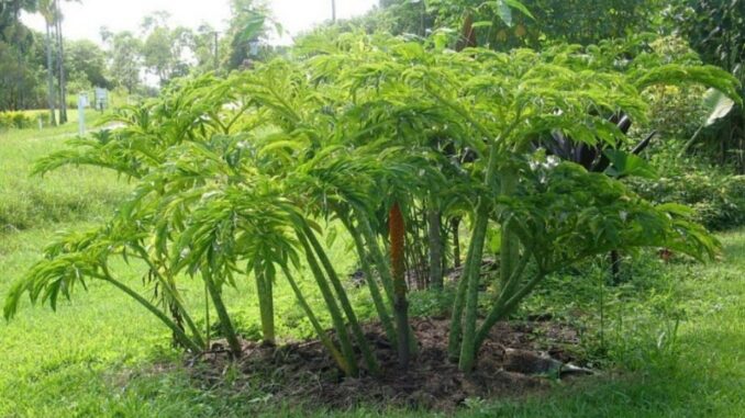 Khoai nưa: Loài khoai có tác dụng chữa bệnh Khoai nưa: Loài khoai có tác dụng chữa bệnh