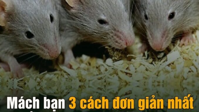 Mách bạn 3 cách đơn giản nhất để nhà không có bóng dáng con chuột nào Mách bạn 3 cách đơn giản nhất để nhà không có bóng dáng con chuột nào