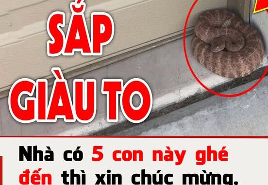 Tổ Tiên nói: ‘5 con vật là đệ tử Thần Tài, đến nhà ai nhà đó giàu, tiền tiêu không hết’, đừng đuổi đi Tổ Tiên nói: ‘5 con vật là đệ tử Thần Tài, đến nhà ai nhà đó giàu, tiền tiêu không hết’, đừng đuổi đi