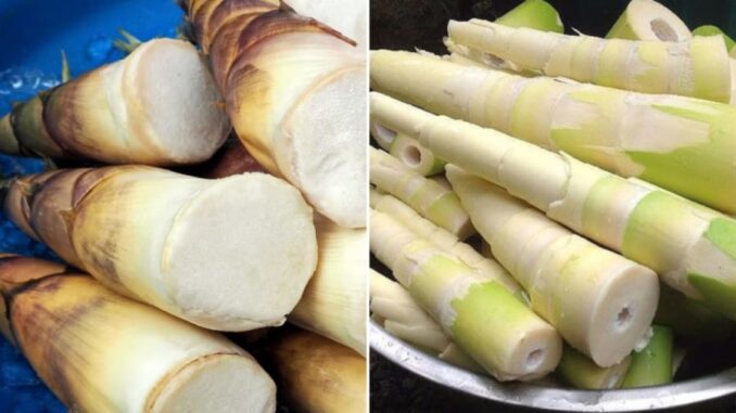 4 sai lầm lớn khi ăn măng gây ngộ độc 4 sai lầm lớn khi ăn măng gây ngộ độc