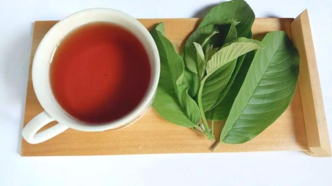 Uống nước lá ổi, cơ thể nhận được 6 lợi ích tuyệt vời Uống nước lá ổi, cơ thể nhận được 6 lợi ích tuyệt vời