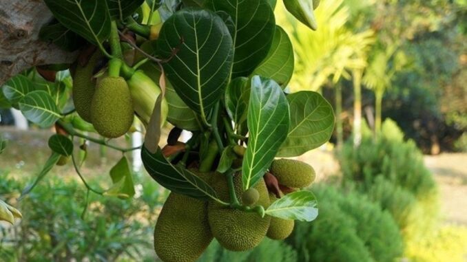 Lá mít tưởng bỏ đi lại là vị thuốc quý, nhiều người ngẩn ngơ vì không biết sớm Lá mít tưởng bỏ đi lại là vị thuốc quý, nhiều người ngẩn ngơ vì không biết sớm