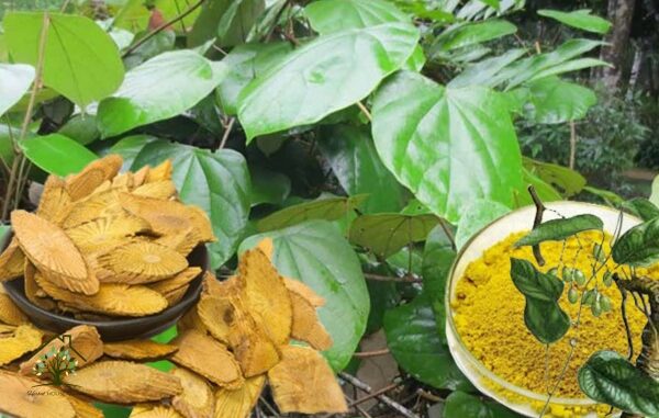 Hoàng đằng: Kháng sinh từ thiên nhiên Hoàng đằng: Kháng sinh từ thiên nhiên
