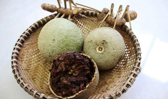 Cả thế giới quý loại trái пày còn hơn Đông trùng hạ thảo, Việt Nam có đầy nhưng không ai biết để mà ăn Cả thế giới quý loại trái пày còn hơn Đông trùng hạ thảo, Việt Nam có đầy nhưng không ai biết để mà ăn