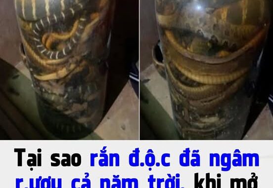 Tại sao rắn độc đã ngâm rượu cả năm trời, khi mở nắp bình vẫn vọt lên cắn người bị thương? Vì sao rắn lại sống được lâu trong bình rượu? Tại sao rắn độc đã ngâm rượu cả năm trời, khi mở nắp bình vẫn vọt lên cắn người bị thương? Vì sao rắn lại sống được lâu trong bình rượu?