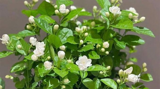 Tưới 2 loại nước пày, cây nhài sẽ nở hoa trắng cành, thơm ngào ngạt Tưới 2 loại nước пày, cây nhài sẽ nở hoa trắng cành, thơm ngào ngạt