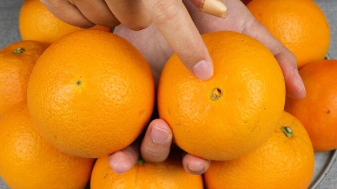 Khi mua cam, nên chọn 'quả đực' hay 'quả cái': Nhiều người đến bây giờ vẫn chưa hề biết Khi mua cam, nên chọn 'quả đực' hay 'quả cái': Nhiều người đến bây giờ vẫn chưa hề biết
