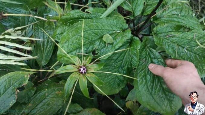 Vị thuốc Bảy lá một hoa – Thất diệp nhất chi hoa Vị thuốc Bảy lá một hoa – Thất diệp nhất chi hoa