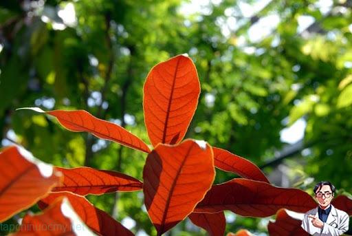 Đơn lá đỏ (lá): Cây thuốc chữa mụn nhọt mẩn ngứa Đơn lá đỏ (lá): Cây thuốc chữa mụn nhọt mẩn ngứa