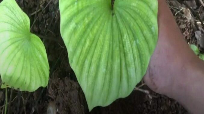 Loại cây chỉ ra 1 lá duy nhất trong đời, mọc ở núi đá, quý giá ngang nhân sâm Loại cây chỉ ra 1 lá duy nhất trong đời, mọc ở núi đá, quý giá ngang nhân sâm