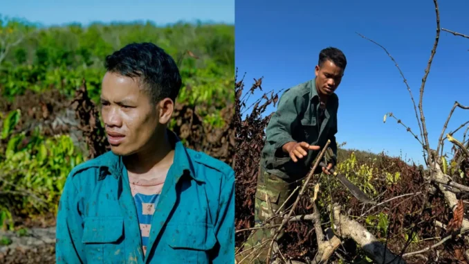 Công an Đắk Nông sẽ điều tra vụ 700 cây cà phê bị chặt phá Công an Đắk Nông sẽ điều tra vụ 700 cây cà phê bị chặt phá