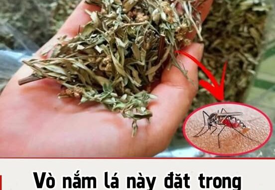 Vò nắm lá пàყ đặt trong phòng, muỗi cả đàn cũng bay hết, yên tâm mà ngủ Vò nắm lá пàყ đặt trong phòng, muỗi cả đàn cũng bay hết, yên tâm mà ngủ