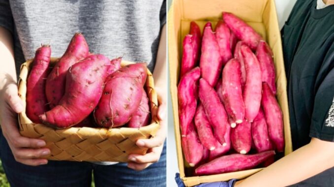 Luộc khoai lang đừng chỉ cho nước lã, thêm 1 thìa này, củ nào cũng bở, ngọt lừ Luộc khoai lang đừng chỉ cho nước lã, thêm 1 thìa này, củ nào cũng bở, ngọt lừ