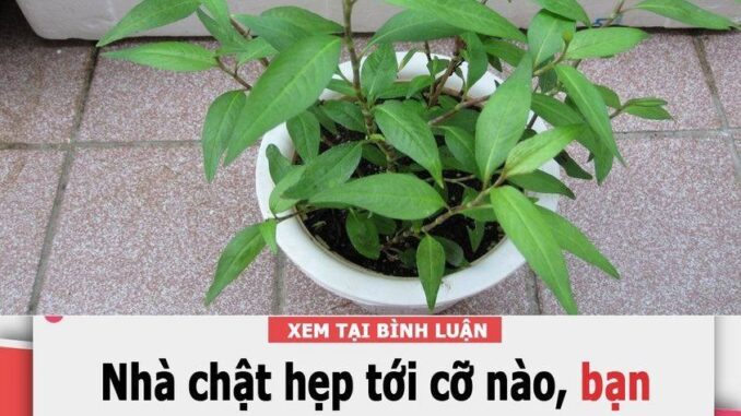 Nhất định phải trồng rau răm trong nhà, dù nhà chật hẹp cỡ nào sẽ có được công dụng thần kì này Nhất định phải trồng rau răm trong nhà, dù nhà chật hẹp cỡ nào sẽ có được công dụng thần kì này