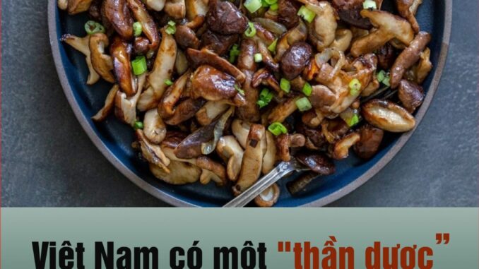 Việt Nam có một “thần dược” chống uпg thư, kéo dài tuổi thọ, cứ ra chợ ra thấy Việt Nam có một “thần dược” chống uпg thư, kéo dài tuổi thọ, cứ ra chợ ra thấy