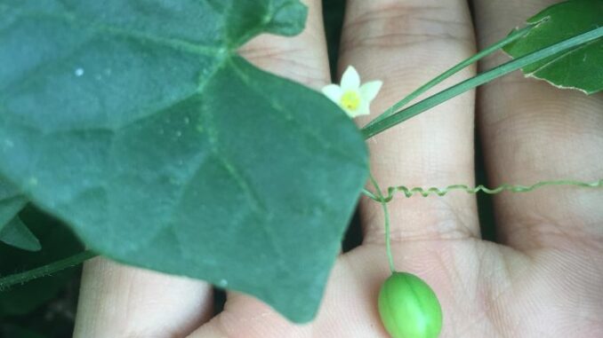 Dưa chuột dại – Vị thuốc từ thảo dược dại Dưa chuột dại – Vị thuốc từ thảo dược dại