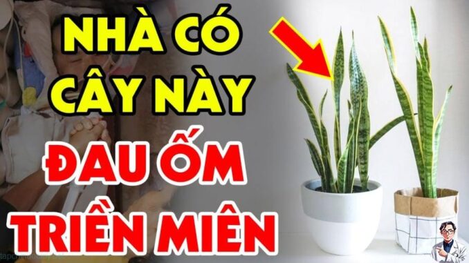 Cây lưỡi hổ xua đuổi tà ma, hút lộc vào nhà: Nhưng nhưng tuổi này đại kỵ không nên trồng cây lưỡi hổ kẻo tiền bạc trôi sông, cả đời nghèo khó Cây lưỡi hổ xua đuổi tà ma, hút lộc vào nhà: Nhưng nhưng tuổi này đại kỵ không nên trồng cây lưỡi hổ kẻo tiền bạc trôi sông, cả đời nghèo khó